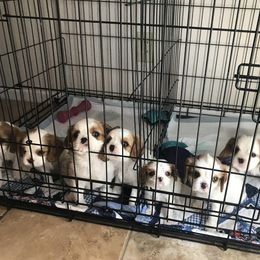 Cavalier King Charles Spaniel Puppies from Christina’s Cavaliers