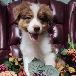 Pinot Noir - Red tri-color female Australian Shepherd puppy in Lakeland, Florida from Forestwood Australian Shepherds