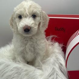 Goldendoodle, Labradoodle, Poodle, and Sheepadoodle Puppies from Osage Puppies