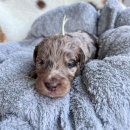 Daisy Duck - Merle female Goldendoodle puppy in Taylorsville, Georgia from Sweet Southern Doodles