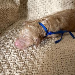 Max - Apricot male Goldendoodle puppy in Naples, Florida from Goldendoodles Of Naples,INC