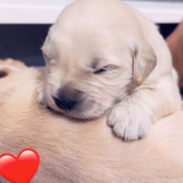 Golden Retriever Puppies from Ruff Life Goldens
