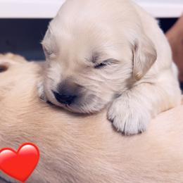 Golden Retriever Puppies from Ruff Life Goldens