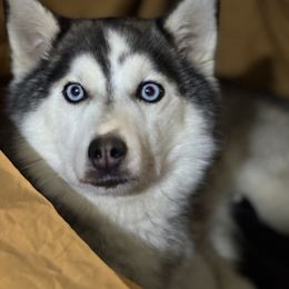 Jazzy - Pomsky