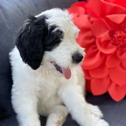 Sheepadoodle Puppies from Narrow Path Puppies
