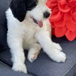 Sheepadoodle Puppies from Narrow Path Puppies