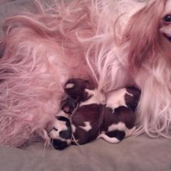 Mi-Ki Puppies from Mi-Kis of OZ