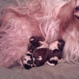 Mi-Ki Puppies from Mi-Kis of OZ