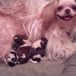 Mi-Ki Puppies from Mi-Kis of OZ