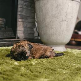 AKC,  Wookie - Red male Shih Tzu puppy in Dexter, Kentucky from Enchanting Shih tzu