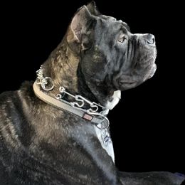 Lu - Cane Corso