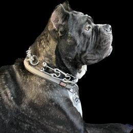 Lu - Cane Corso