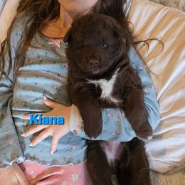 Kiana - Brown and white female Siberian Husky puppy in Meridian, Mississippi from JJ's Huskies