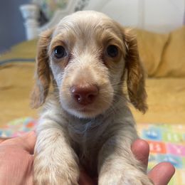 Rally - Red male Dachshund puppy in Largo, Florida from FloriDachs Miniature Dachshunds