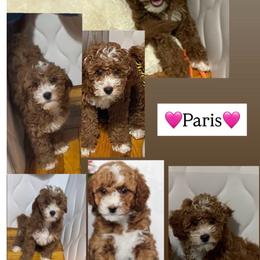 Paris Adult 2 years old - Parti female Goldendoodle puppy in Brooklyn, New York from Lyon and Luna Goldendoodles Bernedoodles