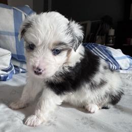Elsa - Blue merle female Miniature Australian Shepherd puppy in Tecumseh, Oklahoma from Ashley's Aussies, LLC