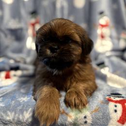 Sale - Red male Shih Tzu puppy in Sharon, Pennsylvania from Keystone Danes and Shih tzus