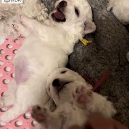 Girl 3 - Bichon Frise puppy in Pahrump, Nevada from Calvada Danes and Bichons