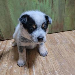 Purple Collar - Blue female Australian Cattle Dog puppy in Riverton, Utah from Rundown Ranch Cattle Dogs