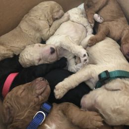 Aussiedoodle, Bernedoodle, and Poodle Puppies from Megan’s Spoiled Standards