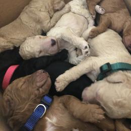 Aussiedoodle, Bernedoodle, and Poodle Puppies from Megan’s Spoiled Standards