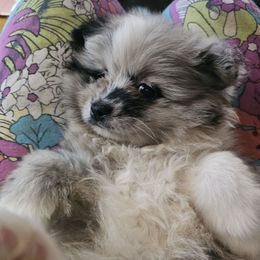 Hunnibunnies Dali - Tri-colored Pomeranian puppy in Cleveland, Ohio from Hunnibunnies