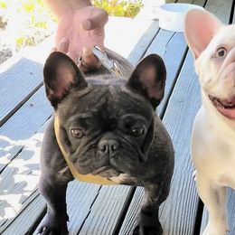 French Bulldogs from Cali Wiggly Butts