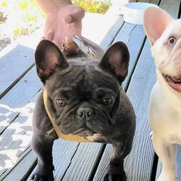French Bulldogs from Cali Wiggly Butts