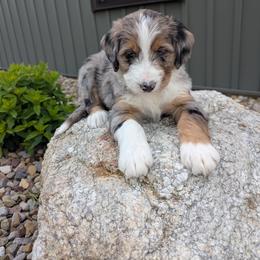 Sophia - Blue merle female Bernedoodle puppy in Beach City, Ohio from Blue Cloud Doodles