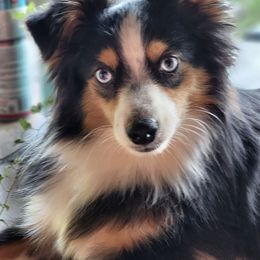 Miniature Australian Shepherds from Lisa's Awesome Aussies