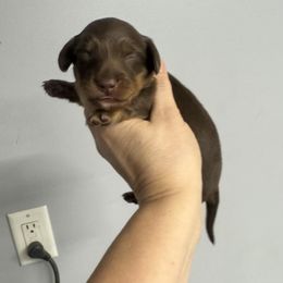 Boy 2 - Chocolate and cream male Dachshund puppy in Fredericksburg, Indiana from Blue River Mini Dachshunds