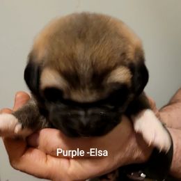 Elsa - Wolfgray female Spanish Mastiff puppy in Prosperity, Pennsylvania from Prosperity Guardians