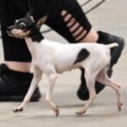 Hiles Tohru Crazy Supreme - Toy Fox Terrier