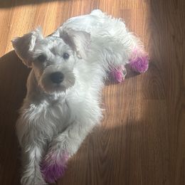 Chanel - Miniature Schnauzer