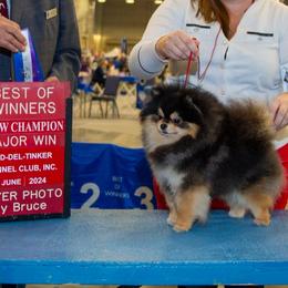 Shadow - Pomeranian