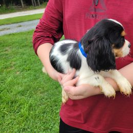 Buttons - Tri-color male Cavalier King Charles Spaniel puppy in Amherst, Virginia from Duchess Cavaliers