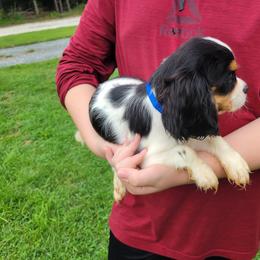 Buttons - Tri-color male Cavalier King Charles Spaniel puppy in Amherst, Virginia from Duchess Cavaliers