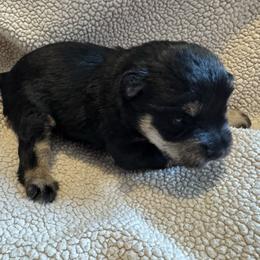 Rizzo - Black and silver female Miniature Schnauzer puppy in Crestview, Florida from 850Schnauzers