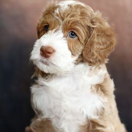 Australian Labradoodle Puppies from Sugar Cookie Australian Labradoodles
