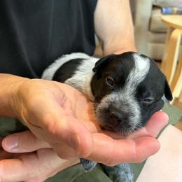 Marigold - Blue female Australian Cattle Dog puppy in Monterey, Tennessee from Quarter Acre Farms