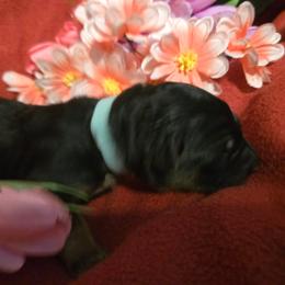 Vincent - Black and red male German Shepherd puppy in Coupeville, Washington from Von Hilkey Shepherds