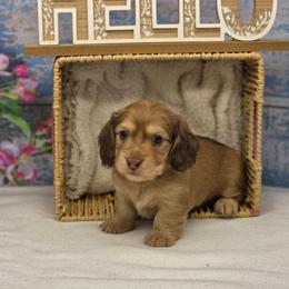 Strawberry - Cream female Dachshund puppy in Norwood, Missouri from Madra's Dashing Doxies