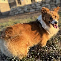 Ginger - Pembroke Welsh Corgi