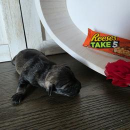 Take 5 - Salt and pepper female Miniature Schnauzer puppy in Rosemount, Minnesota from Weiland's Ruby