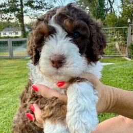 Sequoia - Tri-color female Bernedoodle puppy in Draper, Utah from Salt City Farm