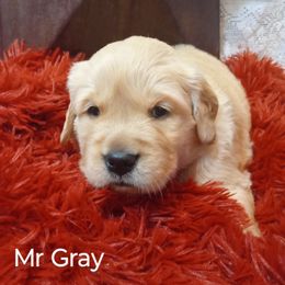Golden Retriever Puppies from Grand Mound Goldens