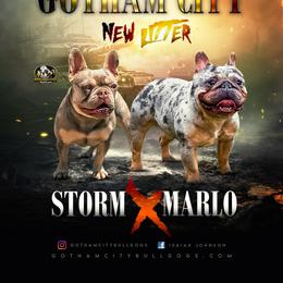 French Bulldog puppies from Gotham City Bulldogs