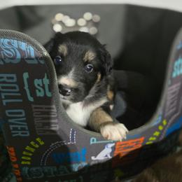 Light blue  collar boy - Black tri-color male Australian Shepherd puppy in Rainsville, Alabama from Chaparro Farm