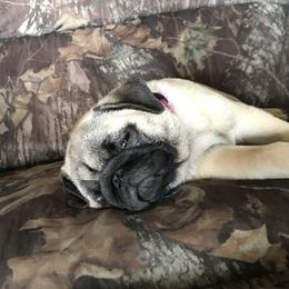 Pug Puppies from Hopestars Pugs