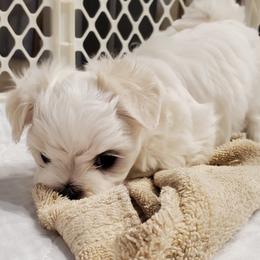 Maltese, Maltipoos, and Morkies from The Aristocratic Puppy Patch